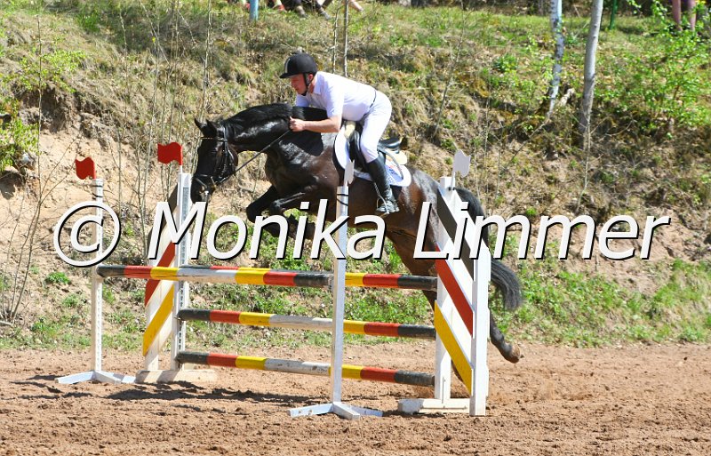 204M8144_Sirius Black_Springpferde_A.JPG